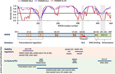 Targeting MYCN in Pediatric and Adult Cancers